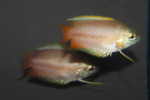 Colisa Chuna